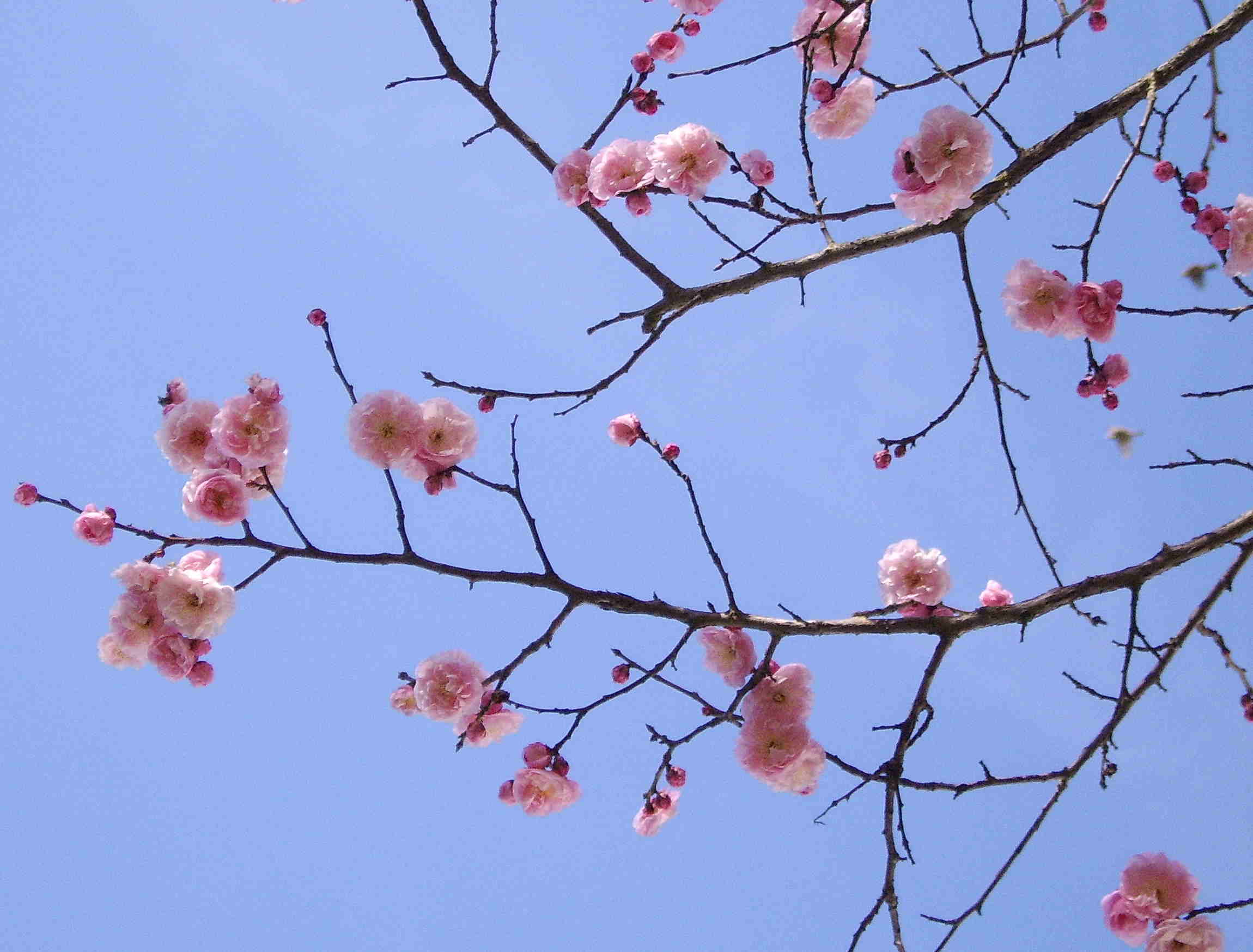 Blossom4.jpg